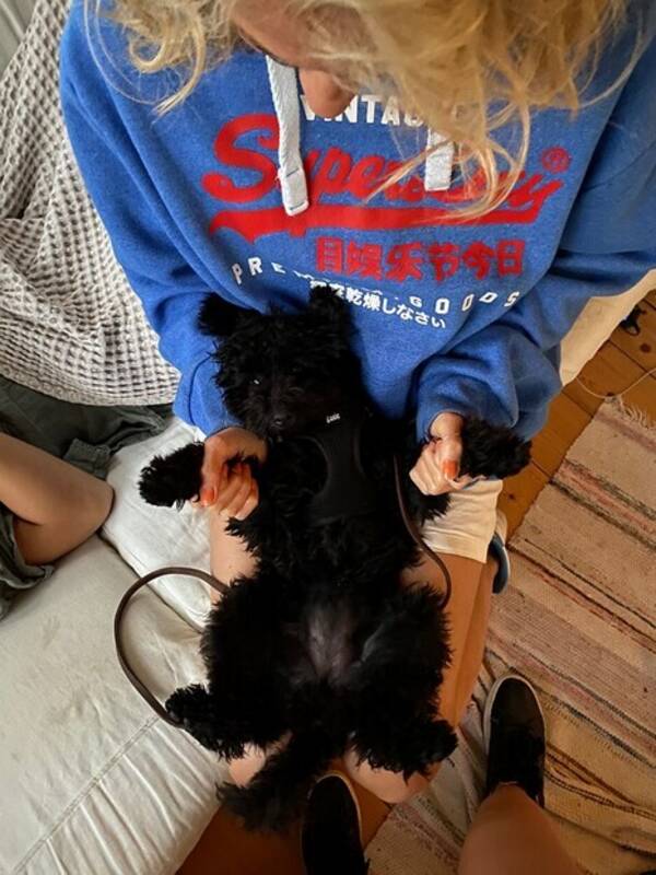 Hund - Toy pudel Meya