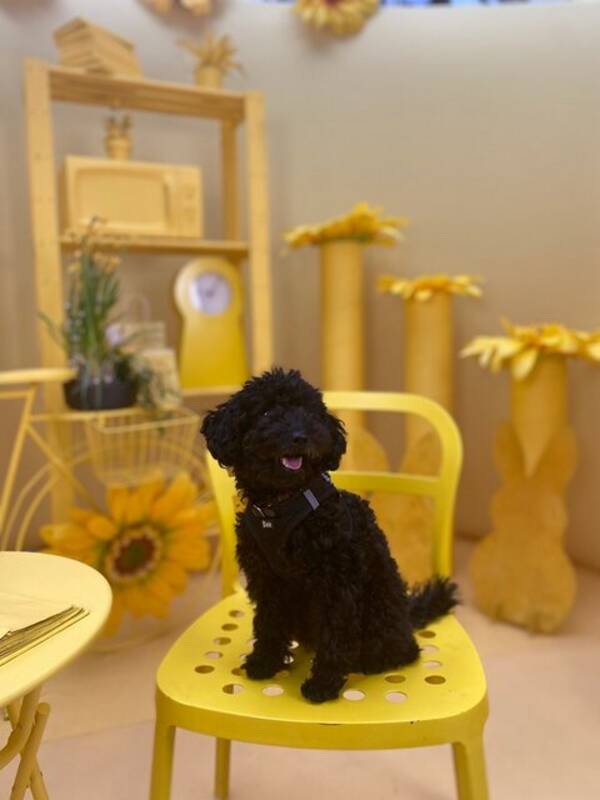 Hund - Toy pudel Meya