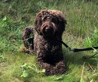 Sheila,  Australian Cobberdog 