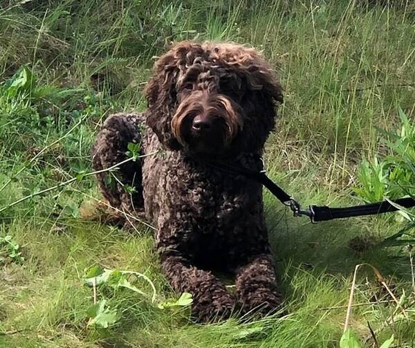 Hund - Sheila,  Australian Cobberdog  20kg