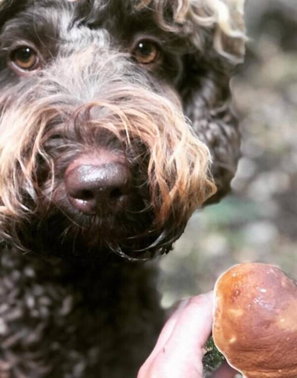 Hund - Sheila,  Australian Cobberdog  20kg