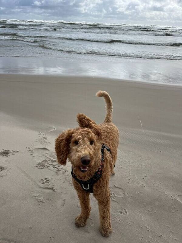 Hund - Goldendoodle Elsa