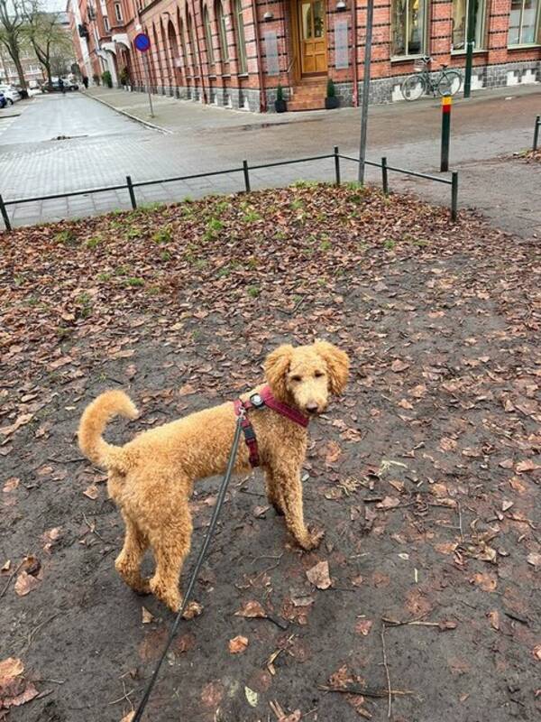 Hund - Goldendoodle Elsa