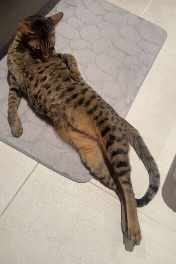 Katt - Savannah katten Luca