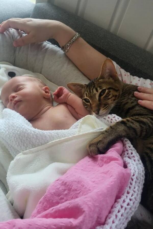 Katt - Savannah katten Luca