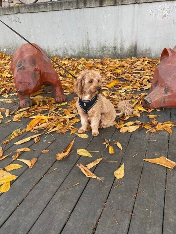 Hund - Golden doodlen Bosse