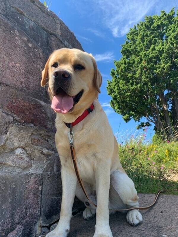 Hund - Lambrador retriver