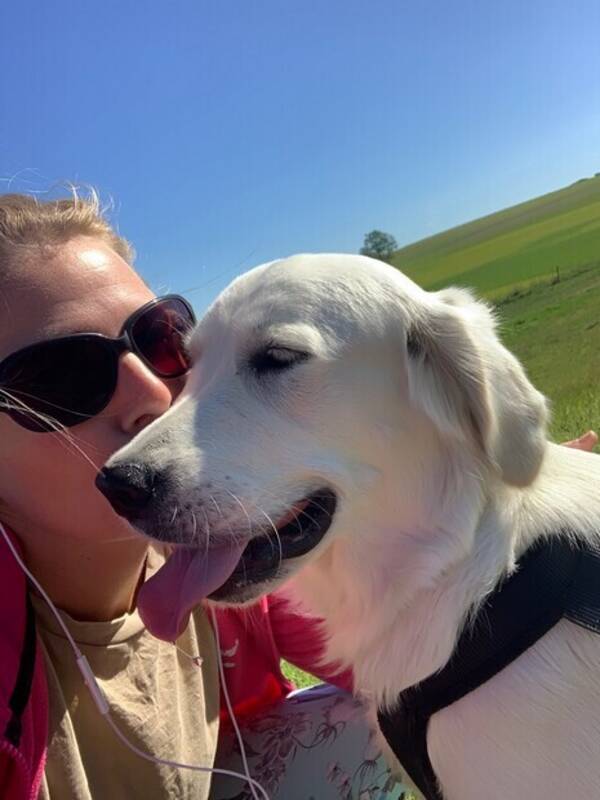 Hund - Golden Retriever 