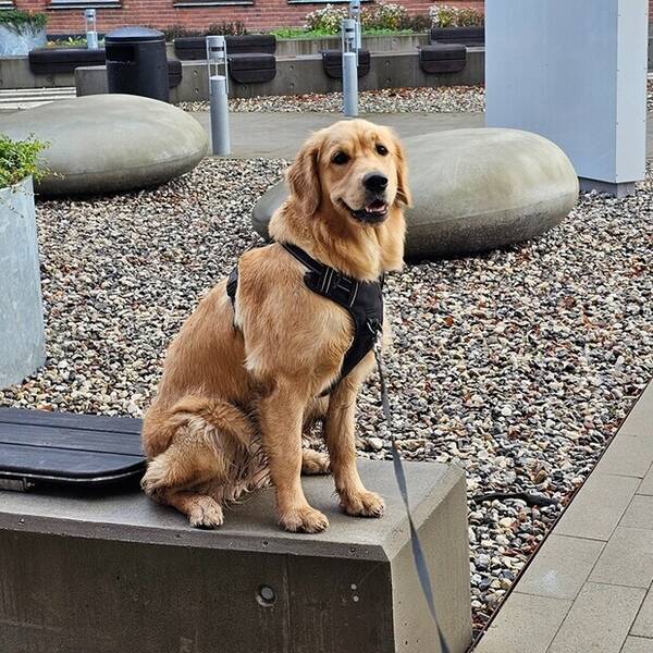 Hund - Golden Retriever Kira