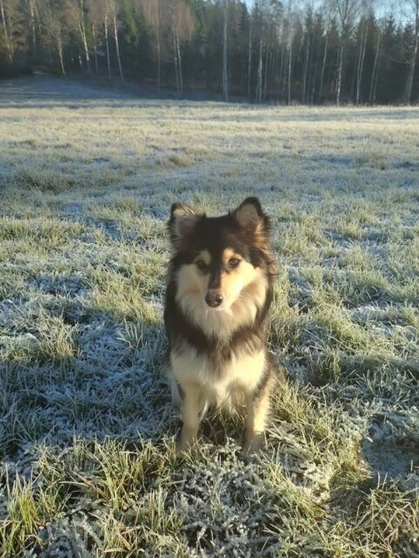 Hund - Hunden Nickie