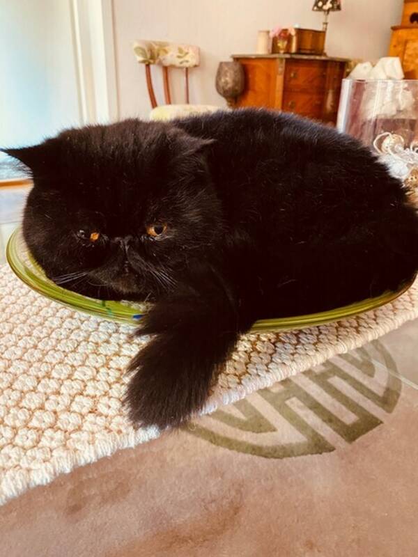 Katt - Två perserbröder