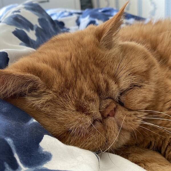 Katt - Två perserbröder