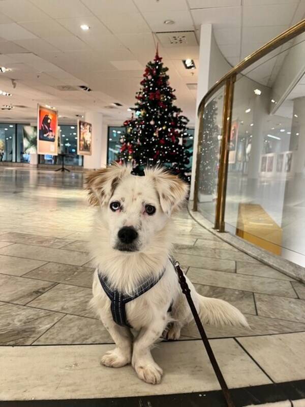 Hund - Benny, Blandras