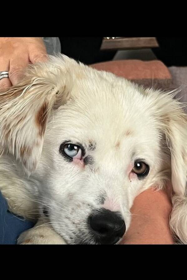 Hund - Benny, Blandras