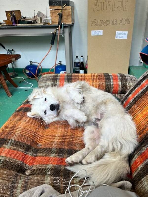 Hund - Benny, Blandras