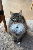 Sibirkatt, Storm Muffins