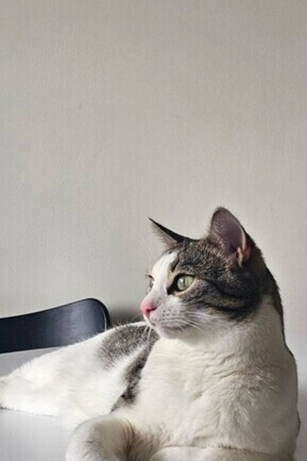 Katt - Tandlöse Sanji