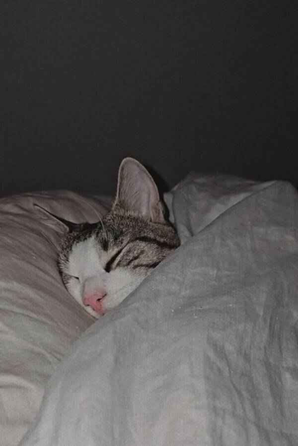 Katt - Tandlöse Sanji