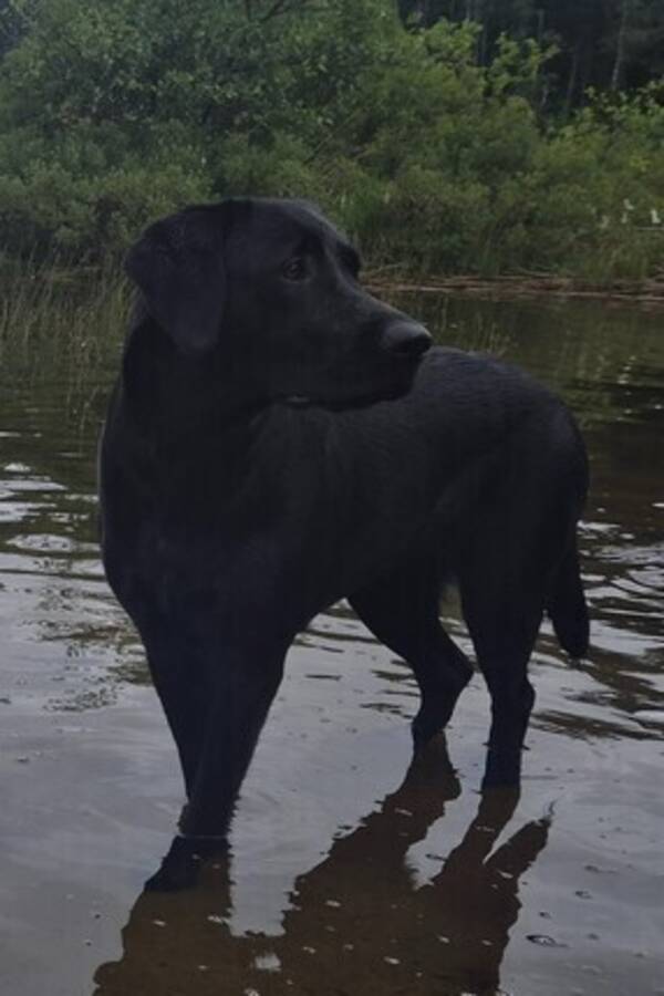 Hund - Labrador Wisa