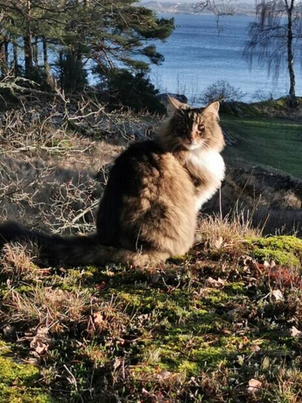 Katt - Katten Tjalle