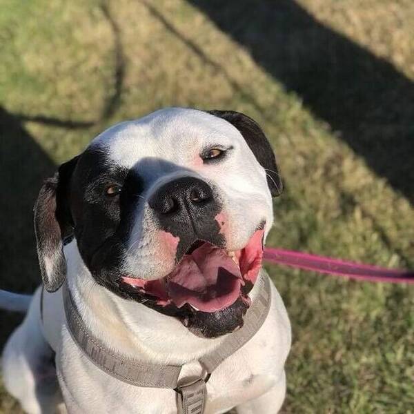 Hund - Bumpe The bulldog