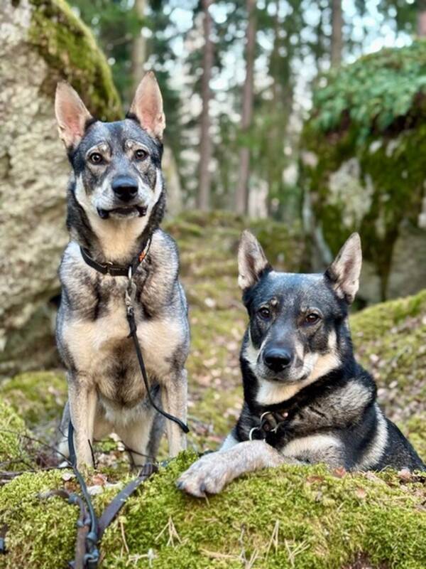 Hund - Mina Stina, Ester och Bodil