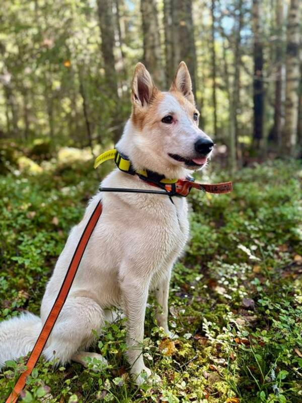 Hund - Mina Stina, Ester och Bodil