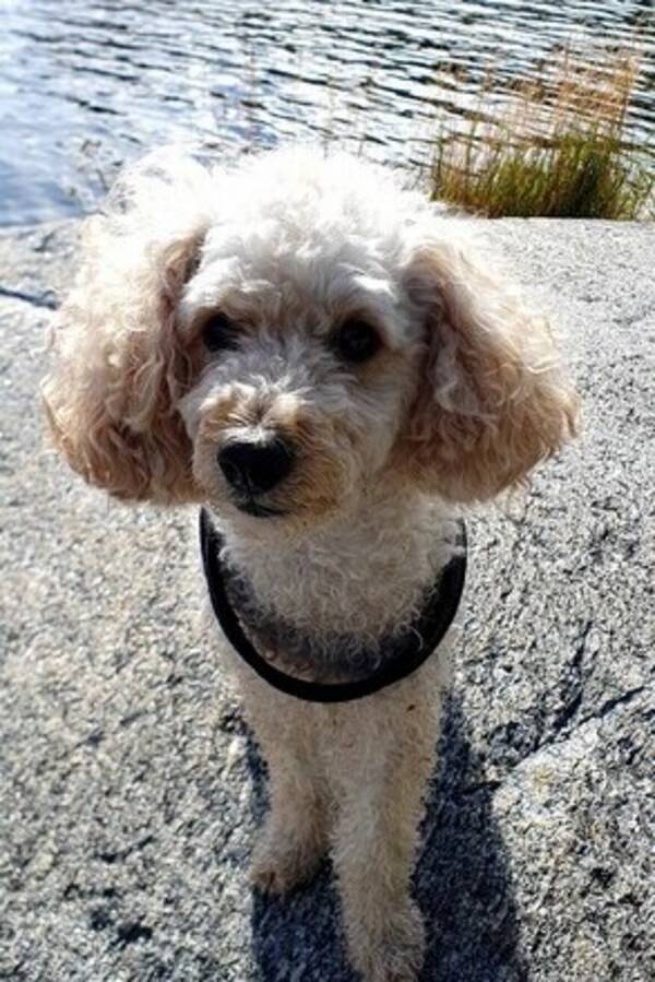 Hund - Dvärgpudeln Caesar 