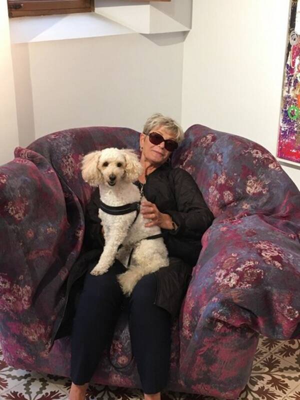 Hund - Dvärgpudeln Caesar 