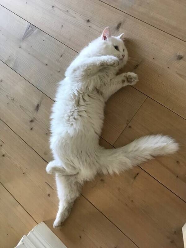 Katt - Katten Morris