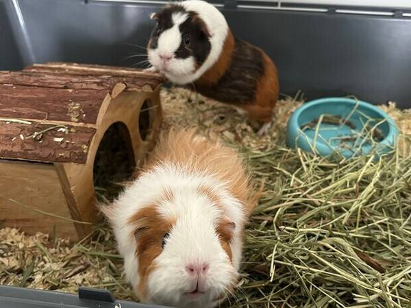 Övrigt - Marsvin Teddy och Blomman 