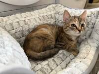 Brittisk långhår/huskatt