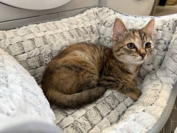 Katt - Brittisk långhår/huskatt