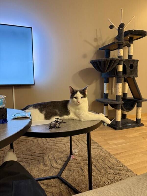 Katt - Ragdoll/huskatt