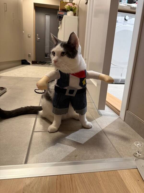 Katt - Ragdoll/huskatt