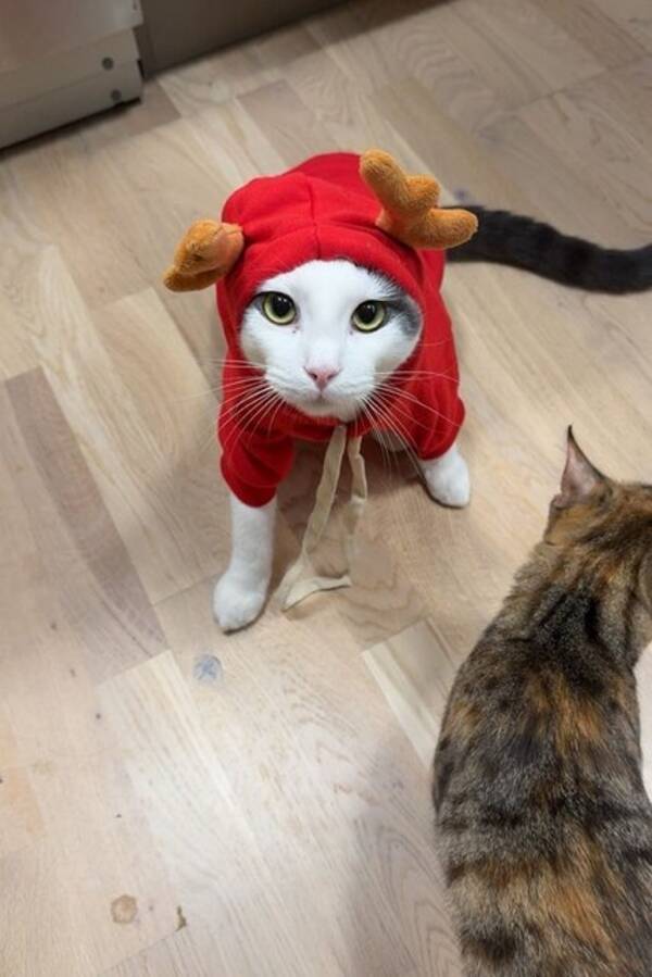 Katt - Ragdoll/huskatt