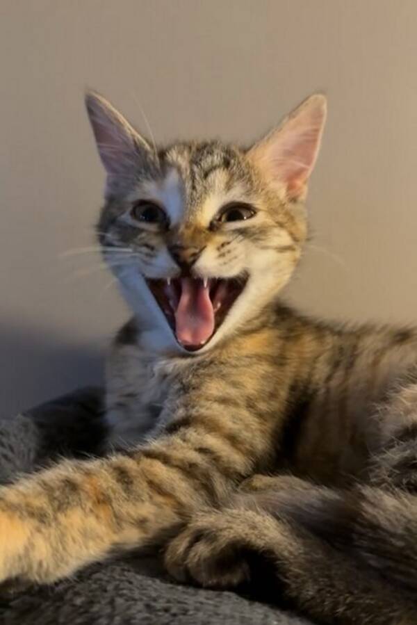 Katt - Brittisk långhår/huskatt