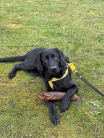 Jaktlabrador Bosse 