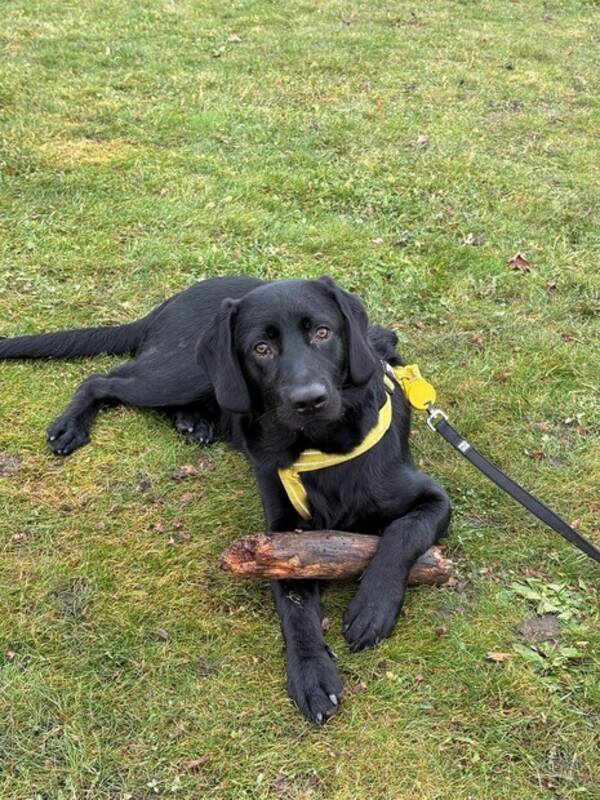 Hund - Jaktlabrador Bosse 