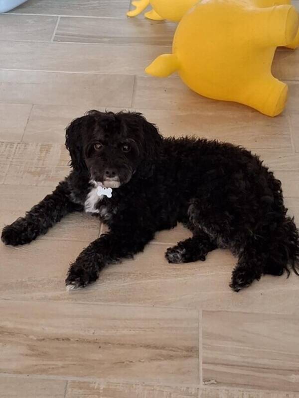 Hund - ToyPudeln Bosse