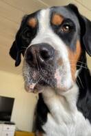 Grosser Schweizer sennenhund