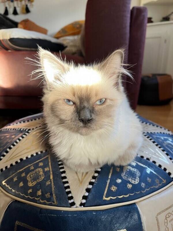 Katt - Vit/grå ragdoll