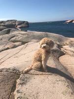 Västkust Guccigullan