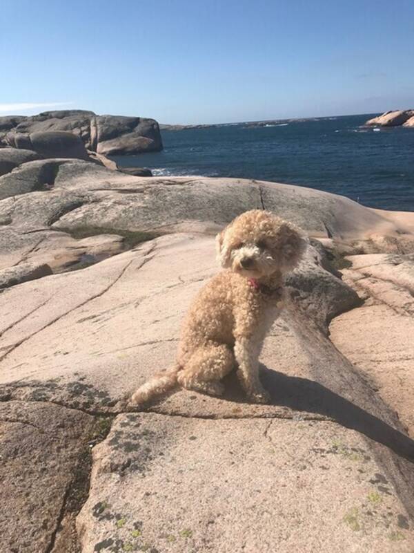 Hund - Västkust Guccigullan