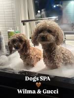 Hund spa