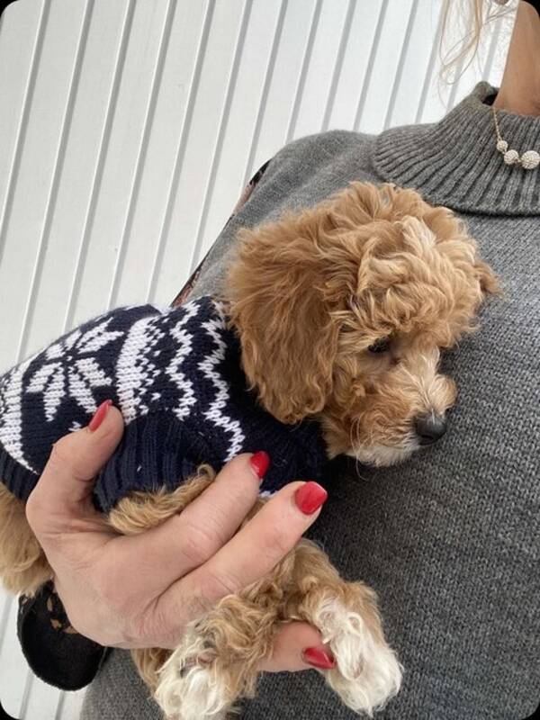 Hund - Västkust Guccigullan