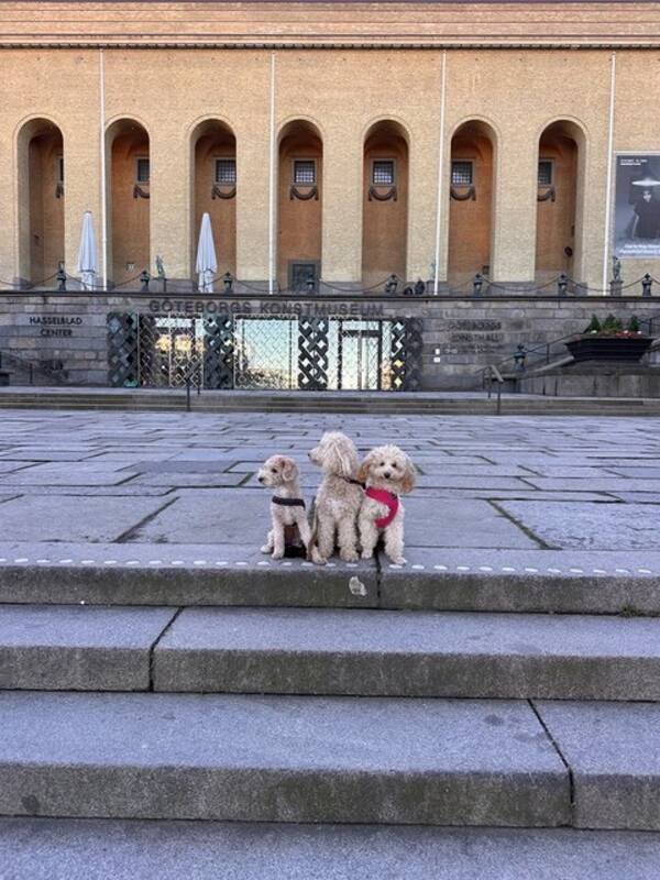 Hund - Västkust Guccigullan