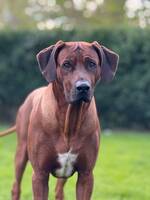 Rhodesian ridgeback-Pago