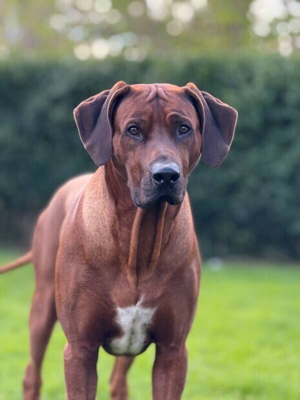 Hund - Rhodesian ridgeback-Pago