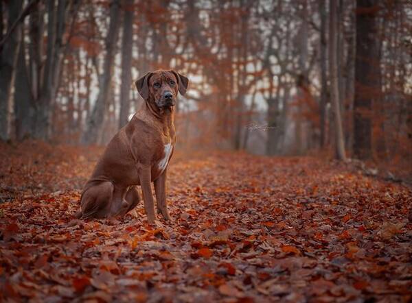 Hund - Rhodesian ridgeback-Pago